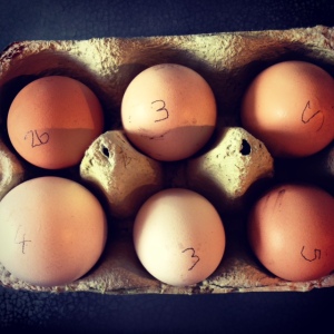 These are the eggs we collected this weekend from our chickens...